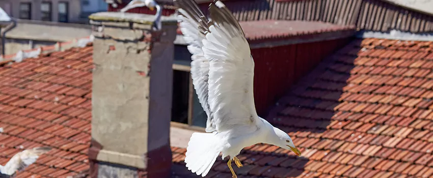 Residential Chimney Animal Removal Solution in Rolling Acres, OH